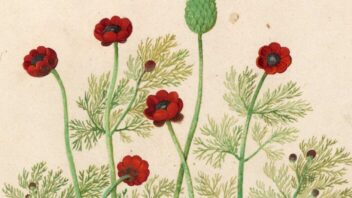 Boekpresentatie Everlasting Flowers between the Pages