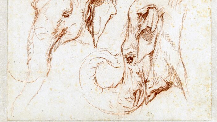 Sketches of Hans and Parkie, two Indian elephants from Ceylon, Petrus Camper, c. 1786. Collection of the Rijksmuseum.