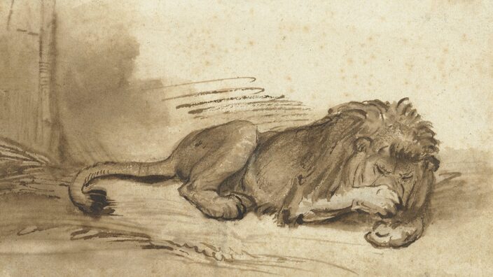 Reclining lion with a claw on its nose, school of Rembrandt van Rijn, 1640-1650. Collection of the Rijksmuseum.